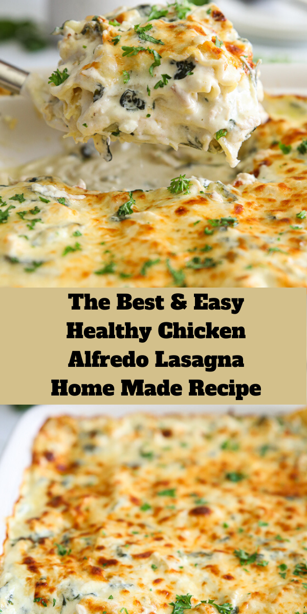The Best & Easy Healthy Chicken Alfredo Lasagna Home Made Recipe
